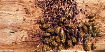 Projeto capacita agricultores no manejo da Uruçu Amarela