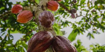 Cacau cabruca dinamiza a economia e valoriza saberes locais