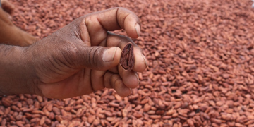 Série Cacau | Produção de amêndoas de qualidade no sul da Bahia fortalece famílias agricultoras