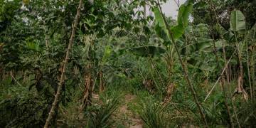 Sistemas Agroflorestais aliam restauração florestal e produção diversificada de alimentos