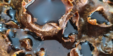 Colheita de mel marca início do calendário 2026 do projeto Uruçu na Cabruca 