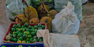 Com apoio de equipe de Ater da Tabôa, assentamento realiza primeira entrega de alimentos para o PAA e o PNAE